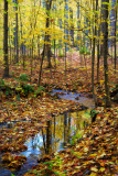 La forêt dorée, Mont-Saint-Hilaire