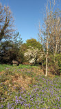 Bluebell seat