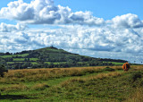Brentor and Highland cow