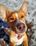 Ringo