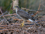 Sparrowhawk 