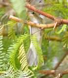 Eastern Bonellis Warbler 