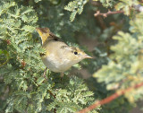 Eastern Bonellis Warbler 