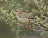 Eastern Olivaceous Warbler 