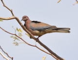 Laughing Dove