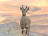 Nubian Ibex