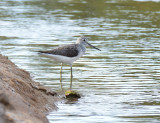 Greenshank 