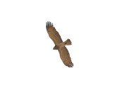 Short-toed Eagle