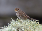 Little Bunting