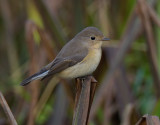 Red-breasted Flycatcher