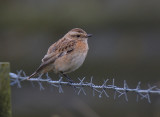 Whinchat