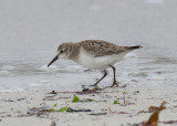 Semi-Palmated Sandpiper