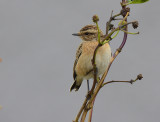 Whinchat