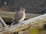 Red-breasted Flycatcher