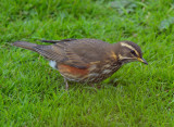 Redwing