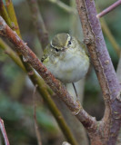 Yellow-browed Warbler