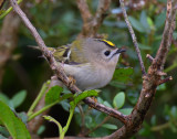 Goldcrest