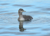 Red-throated Diver