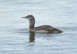 Red-throated Diver