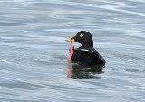 Velvet Scoter