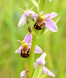 Bee Orchid 