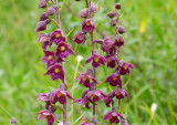 Dark-Red Helleborine 