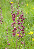 Dark-Red Helleborine 