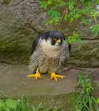 Peregrine Falcon 