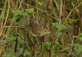 Blyths Reed Warbler
