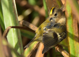 Goldcrest