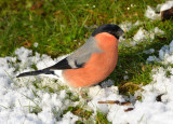 Bullfinch