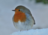 Robin