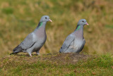 Stock Dove