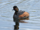 Black-necked Grebe