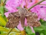 Poplar Hawk Moth 