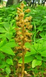 Birds-nest Orchid 