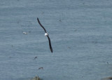 Black-browed Albatross 