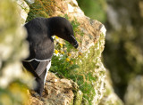 Razorbill