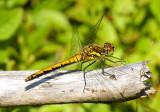 Black Darter