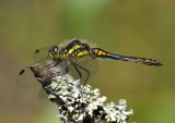 Black Darter