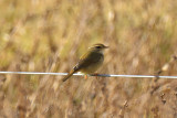 Raddes Warbler