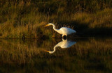 Great White Egret