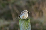 Woodchat Shrike