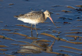 Bar-tailed Godwit