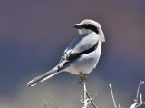 Southern Grey Shrike 