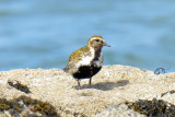 Golden Plover