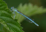 White-legged Damselfly