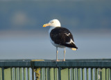 Cape Gull