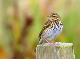 Olive-backed Pipit 