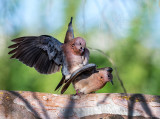 laughing doves